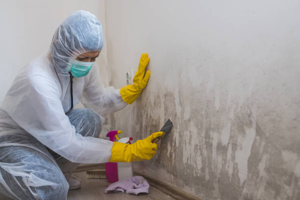 Best Dehumidification Services  in Star Valley Ranch, WY