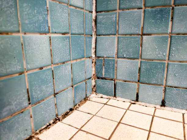 Best Industrial Mold Remediation  in Star Valley Ranch, WY