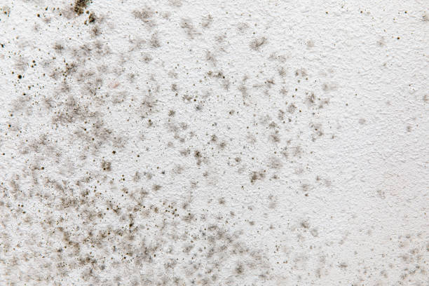 Best Basement Mold Removal  in Star Valley Ranch, WY